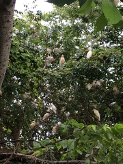Bubulcus ibis