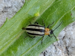 Acalymma trivittatum