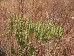 Pseudodictamnus undulatus