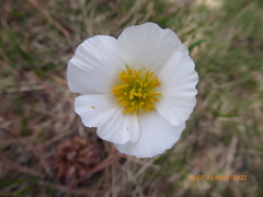Ranunculus pyrenaeus