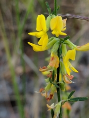 Acmispon junceus junceus