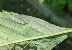 Phyllocnistis ampelopsiella