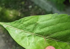 Phyllocnistis ampelopsiella