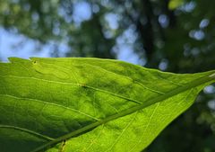 Phyllocnistis ampelopsiella