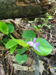 Viola riviniana