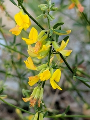 Acmispon junceus junceus