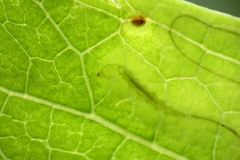 Phyllocnistis ampelopsiella