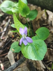 Viola riviniana