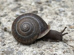 Webbhelix multilineata