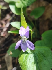 Viola riviniana