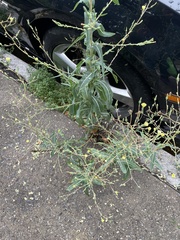 Lactuca serriola