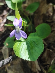 Viola riviniana
