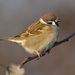 Eurasian Tree Sparrow - Photo (c) Andreas Trepte, some rights reserved (CC BY-SA)