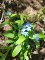 Myosotis sylvatica