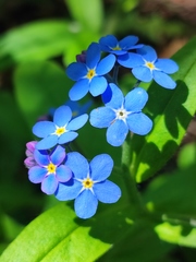 Myosotis sylvatica