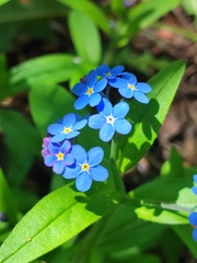 Myosotis sylvatica