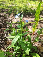 Myosotis sylvatica