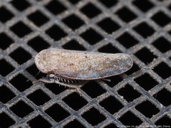 Paraphlepsius continuus