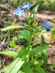 Myosotis sylvatica