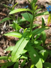 Myosotis sylvatica