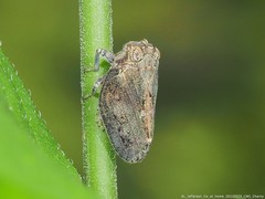 Thionia elliptica