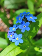 Myosotis sylvatica