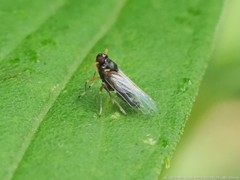 Pissonotus piceus