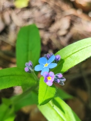 Myosotis sylvatica