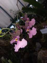 Caucaea