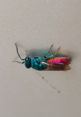 Chrysis terminata