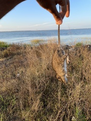 Oryzomys palustris