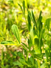 Lathyrus pratensis