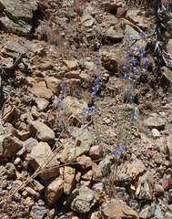 Delphinium parishii parishii