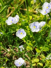 Veronica filiformis