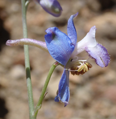 Delphinium parishii parishii