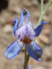 Delphinium parishii parishii