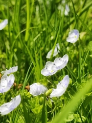 Veronica filiformis