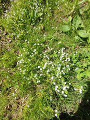 Veronica filiformis