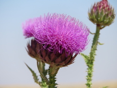 Onopordum cynarocephalum