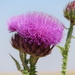 Artichoke Cotton-Thistle - Photo (c) גיל, some rights reserved (CC BY-NC), uploaded by גיל