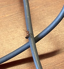 Crematogaster melanogaster