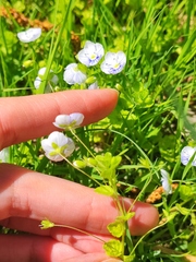 Veronica filiformis