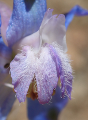 Delphinium parishii parishii