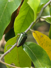 Campsosternus auratus
