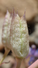 Delphinium parishii parishii