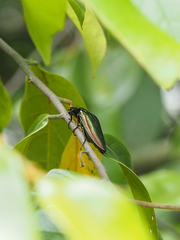 Campsosternus auratus