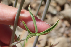 Delphinium parishii parishii