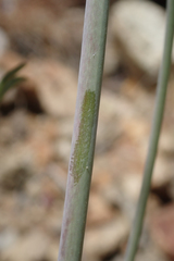 Delphinium parishii parishii