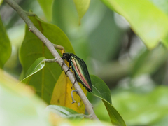 Campsosternus auratus
