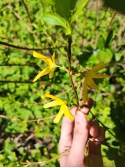 Forsythia